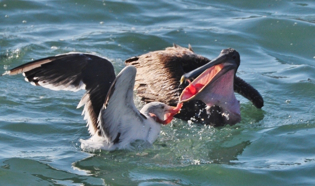 pelican and seagull fight for food